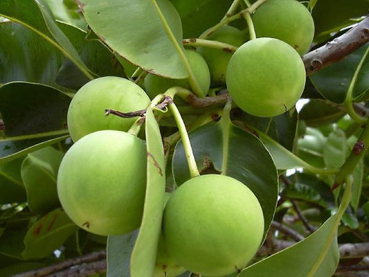 1. Tamanu Oil - What is it and How is it Beneficial? - Luneria Cosmetics 